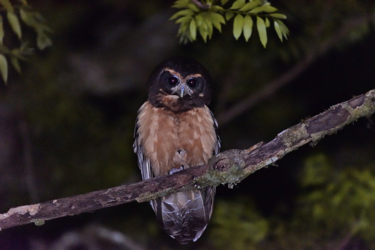 Tawny-browed Owl - ML184092231