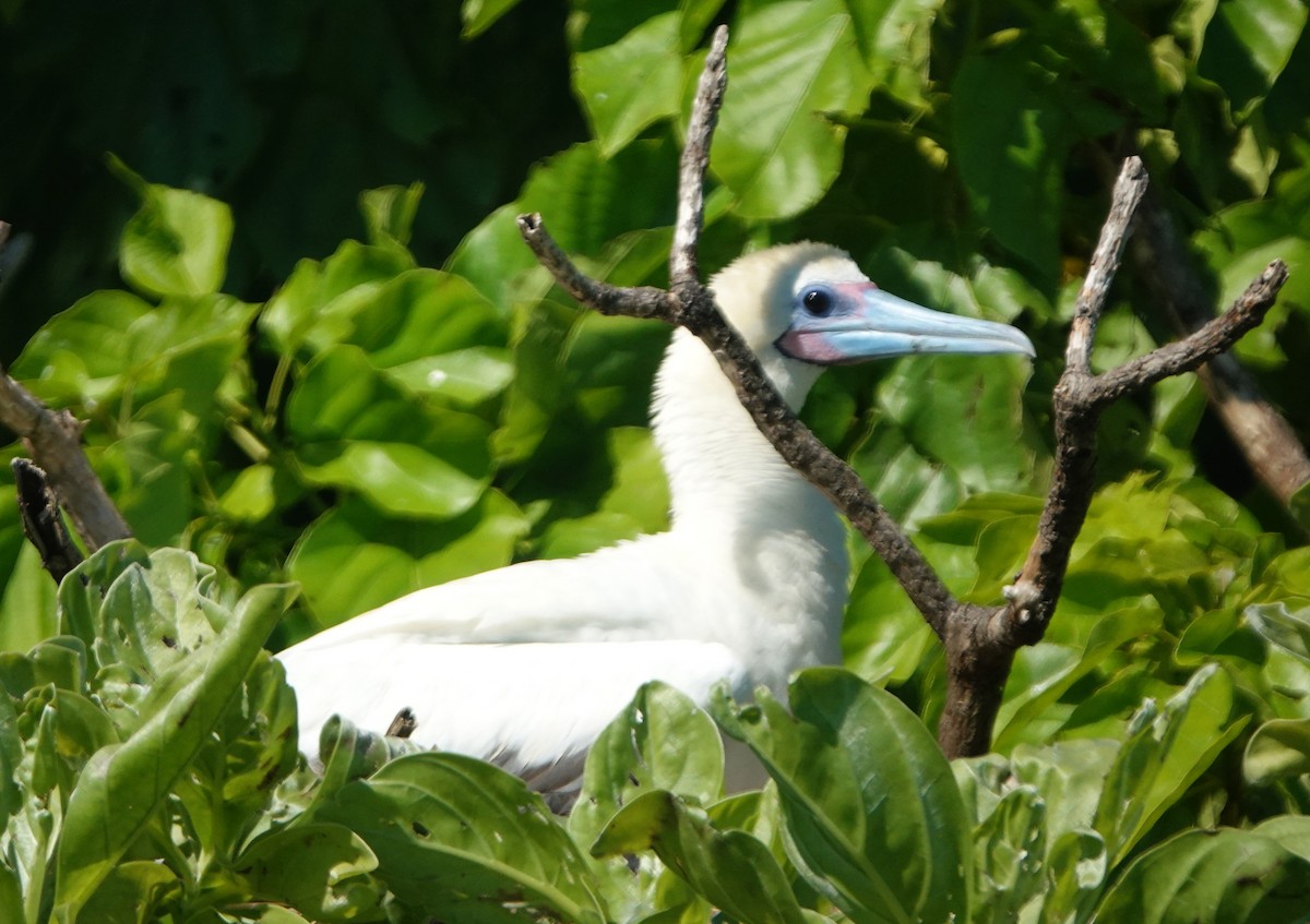 Red-footed Booby (Indopacific) - ML184092331