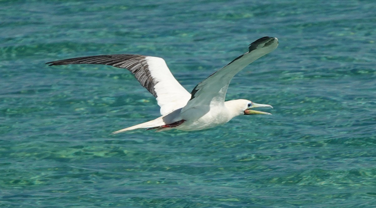 Red-footed Booby (Indopacific) - ML184092381