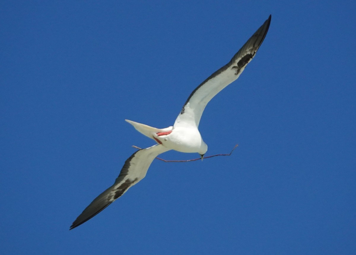 Red-footed Booby (Indopacific) - ML184092521