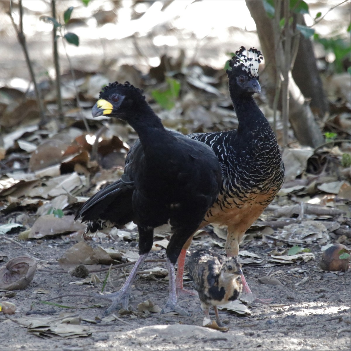 Bare-faced Curassow - ML184092561
