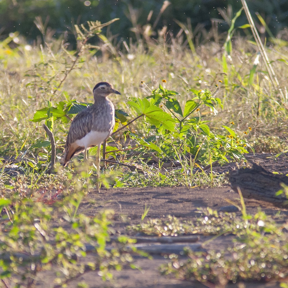 Double-striped Thick-knee - Peter Hawrylyshyn