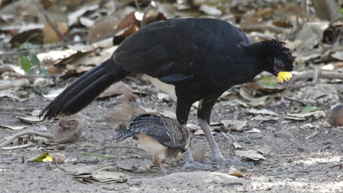 Bare-faced Curassow - ML184092631