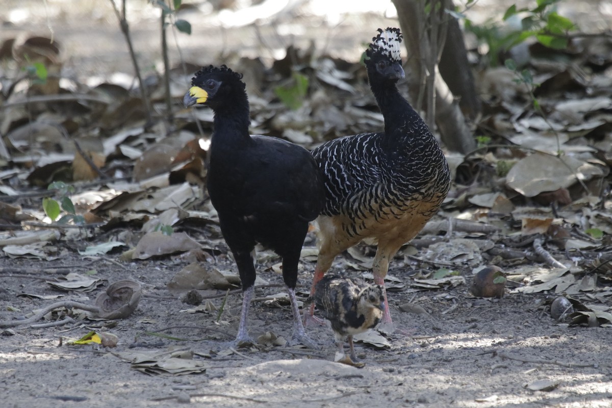 Bare-faced Curassow - ML184092641