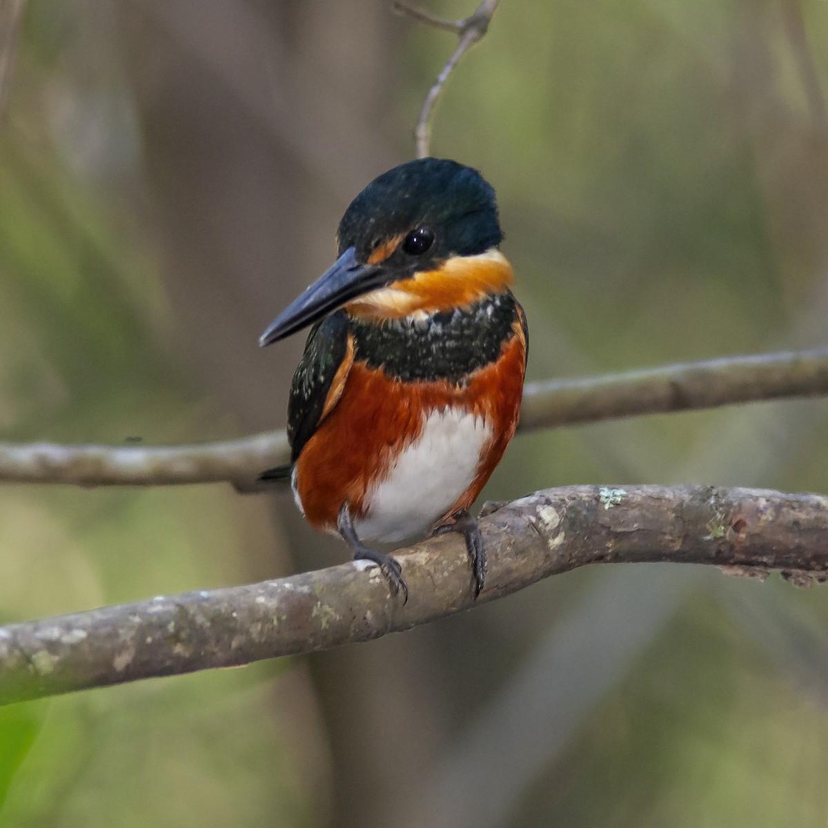 American Pygmy Kingfisher - Peter Hawrylyshyn