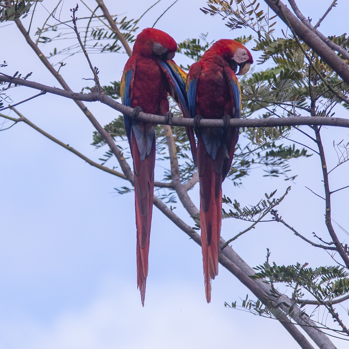 Scarlet Macaw - Peter Hawrylyshyn