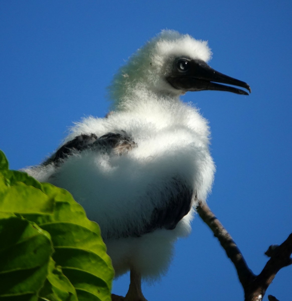 Red-footed Booby (Indopacific) - ML184092811