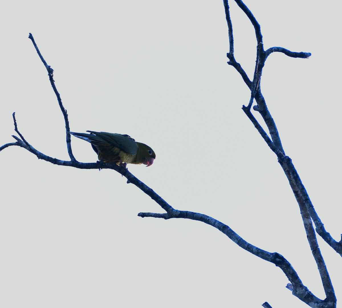 Scaly-headed Parrot - ML184093061