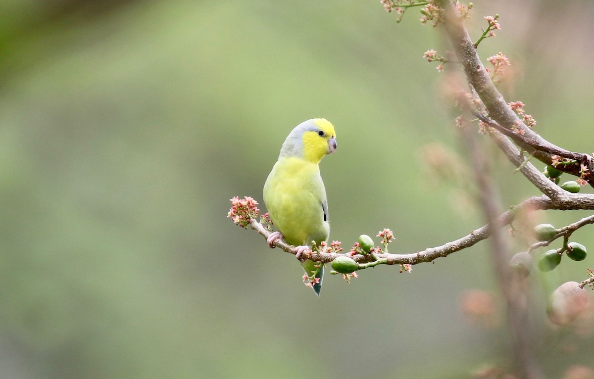 Yellow-faced Parrotlet - John Bruin