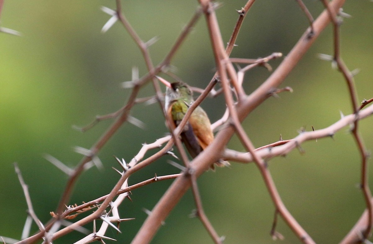 Amazilia Hummingbird - John Bruin