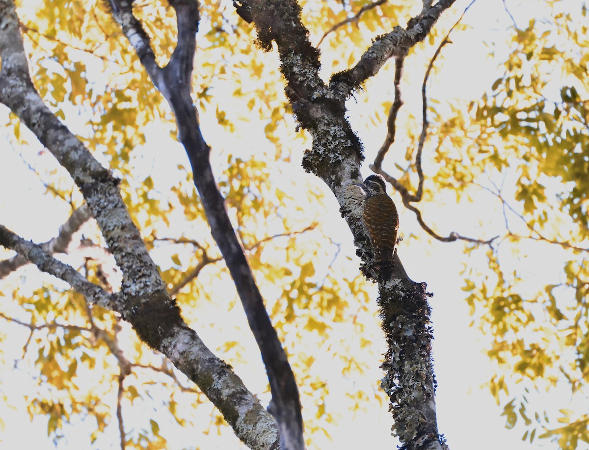 White-spotted Woodpecker - Miguel Ansenuza