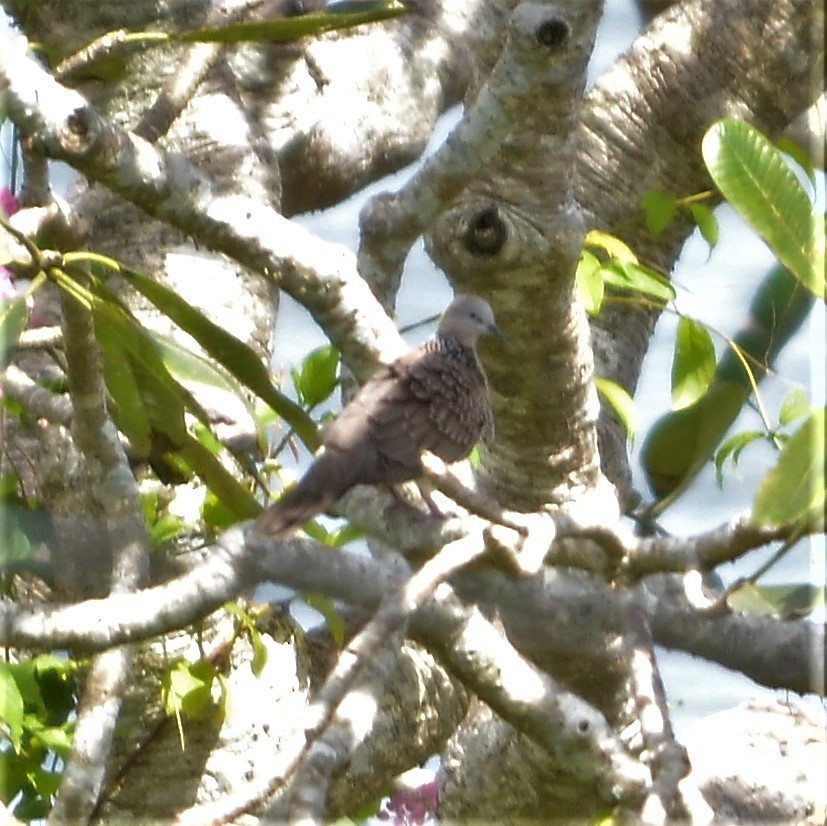 Spotted Dove - ML184095591