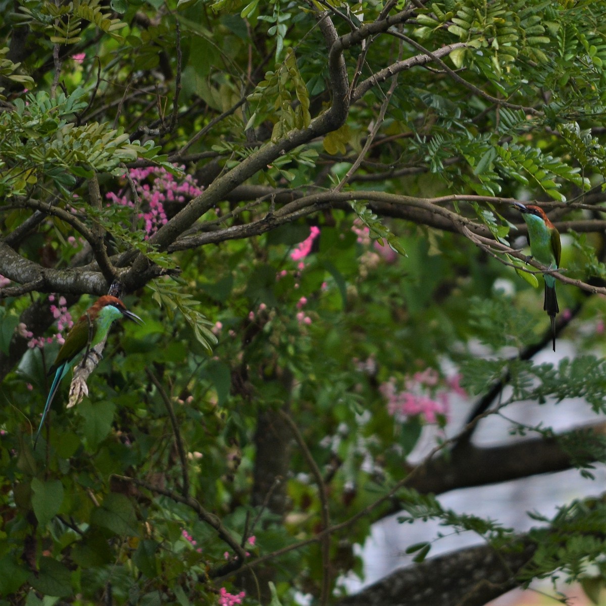 Rufous-crowned Bee-eater - ML184095771