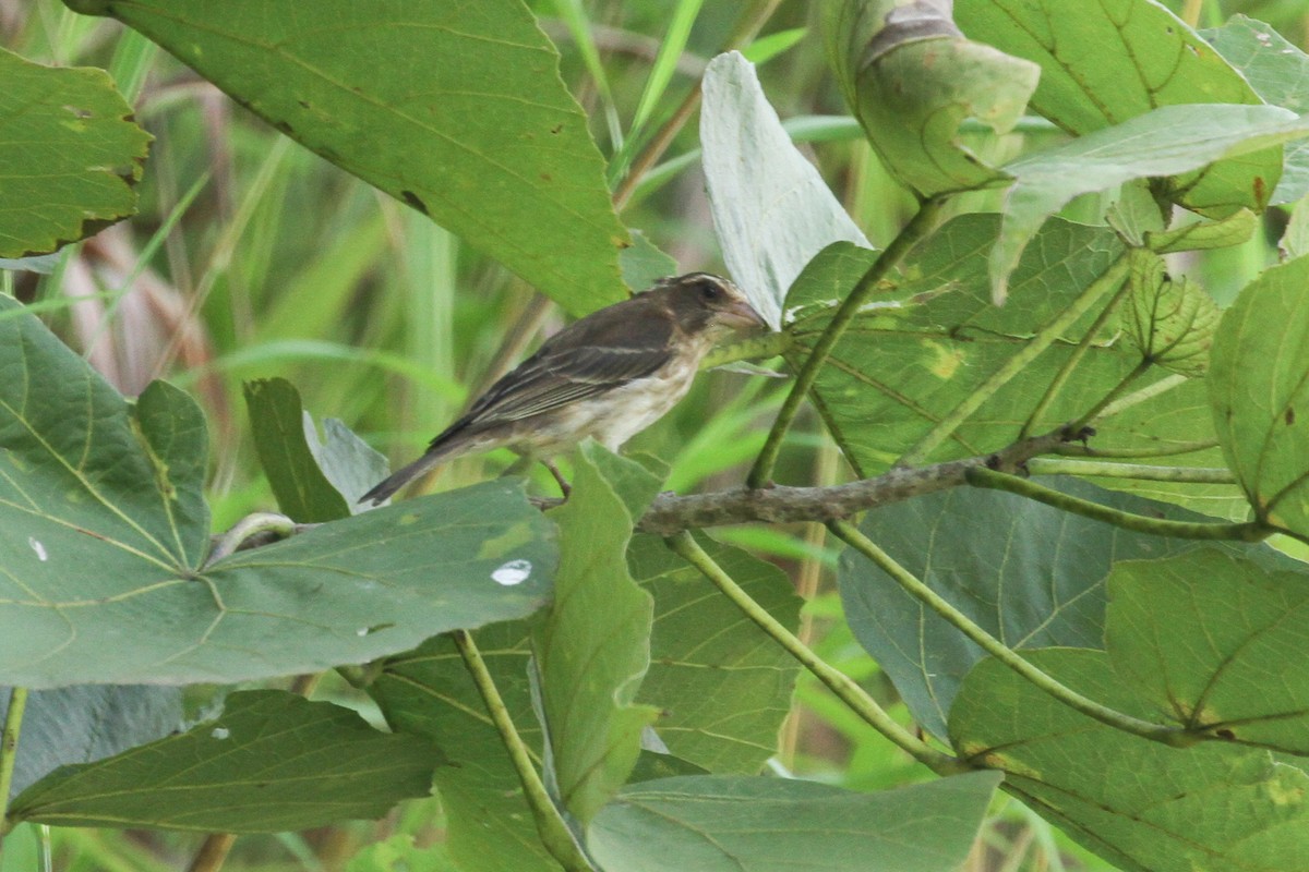 Reichard's Seedeater (Stripe-breasted) - ML184096031