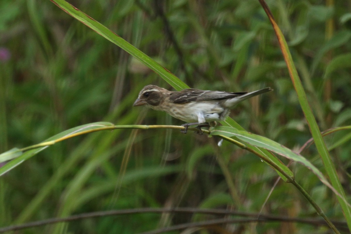 Reichard's Seedeater (Stripe-breasted) - ML184096041