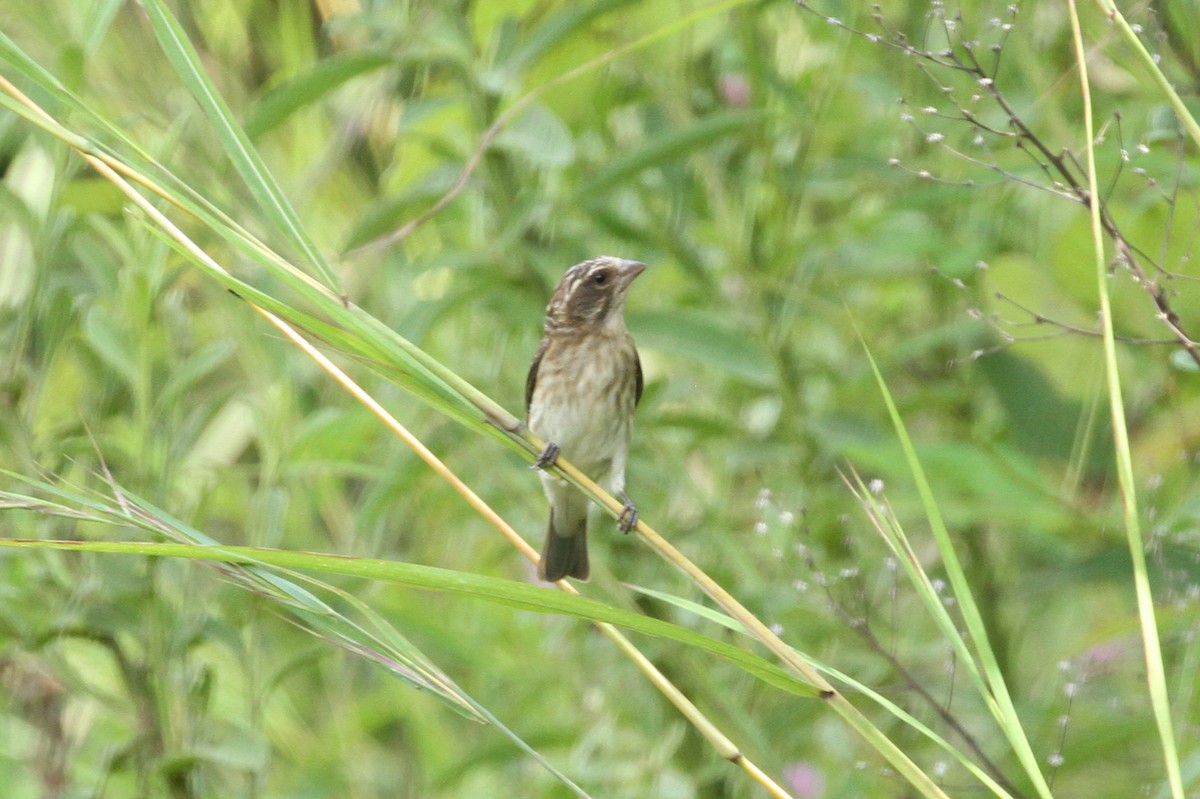 Reichard's Seedeater (Stripe-breasted) - ML184096051