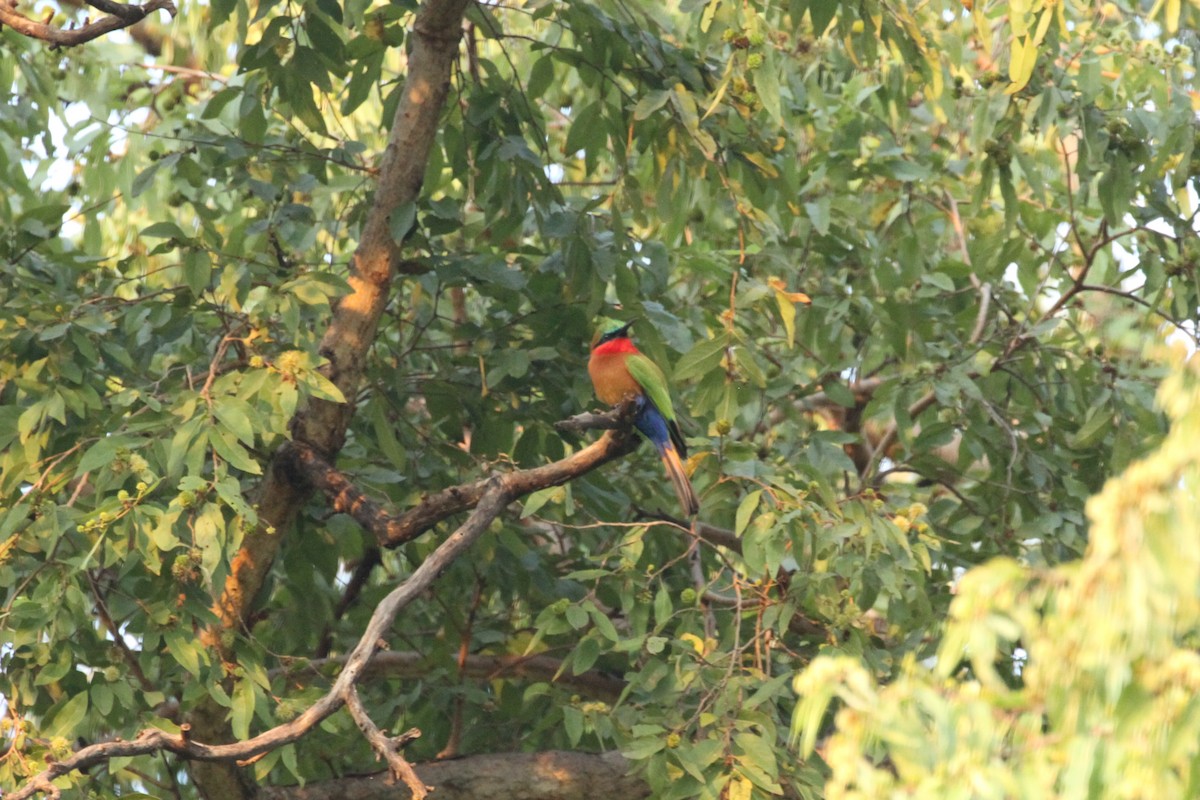 Red-throated Bee-eater - ML184096671
