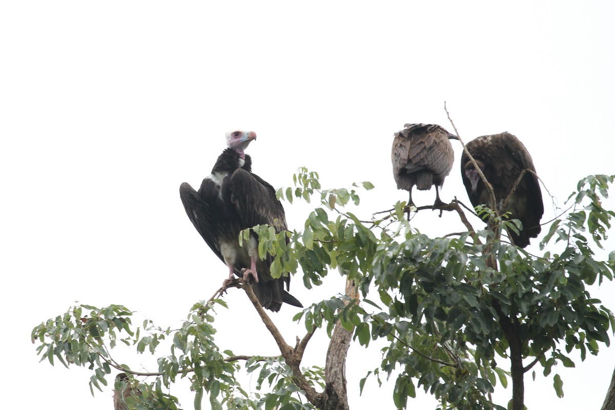 White-headed Vulture - ML184097331