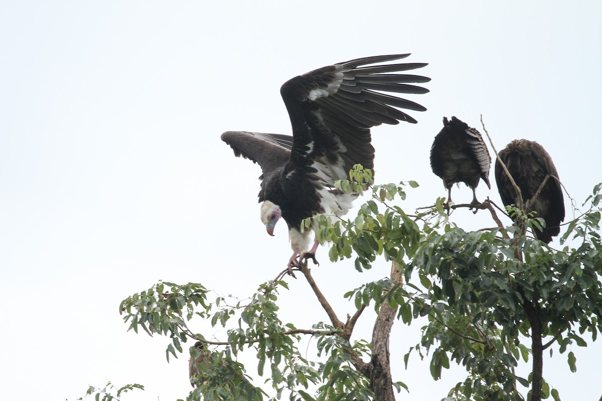 White-headed Vulture - ML184097341