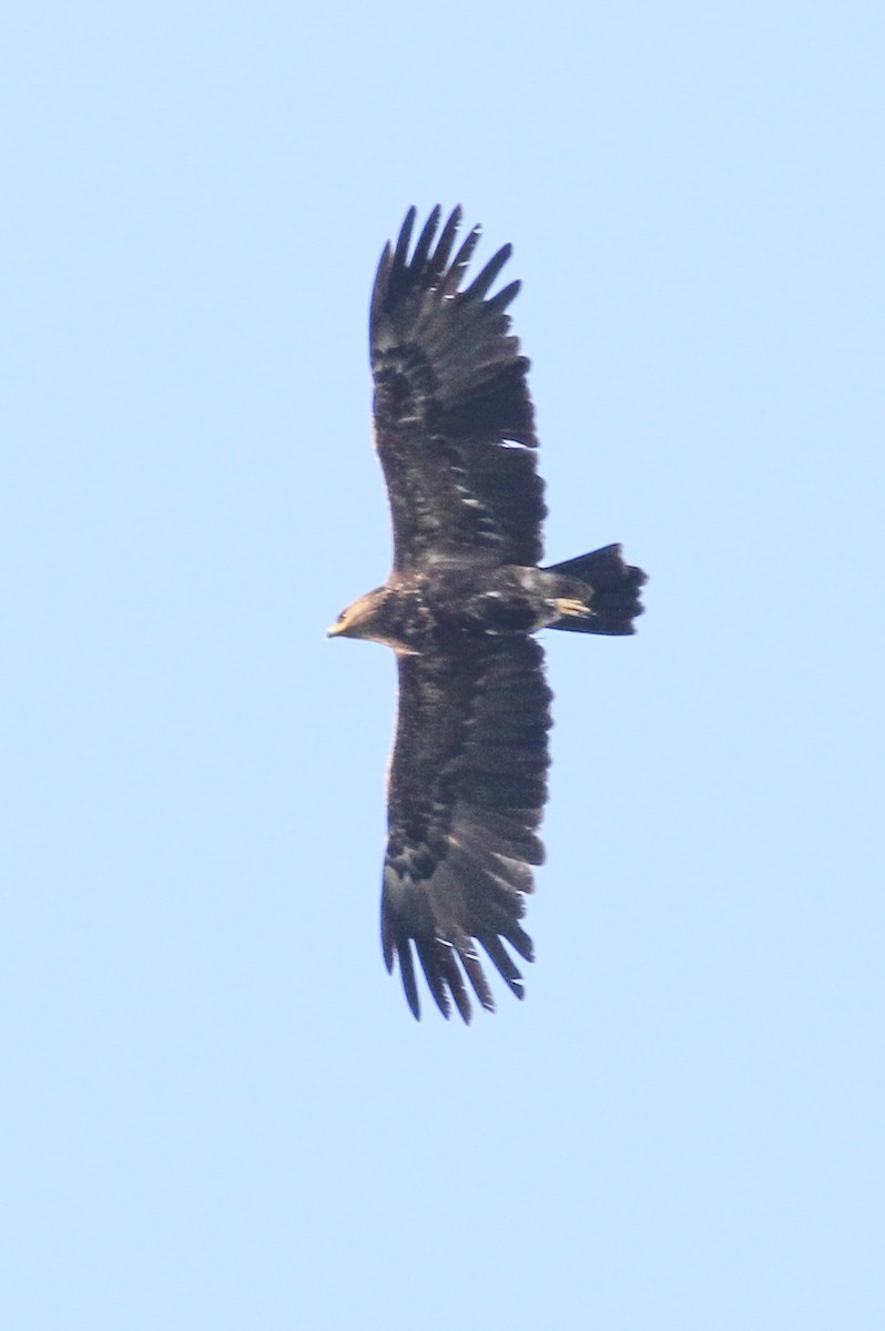 Greater Spotted Eagle - ML184097371