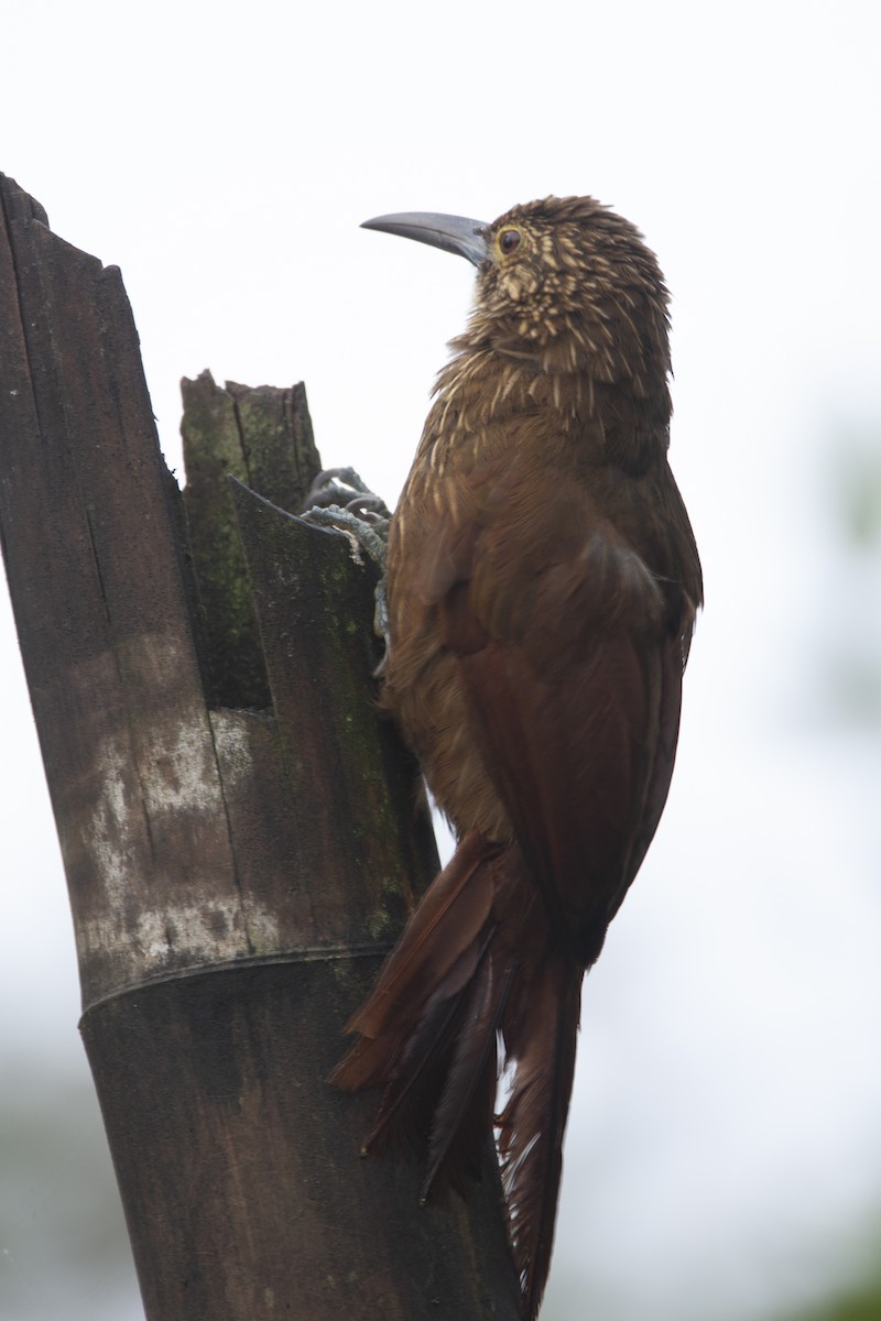 Strong-billed Woodcreeper - ML184097571