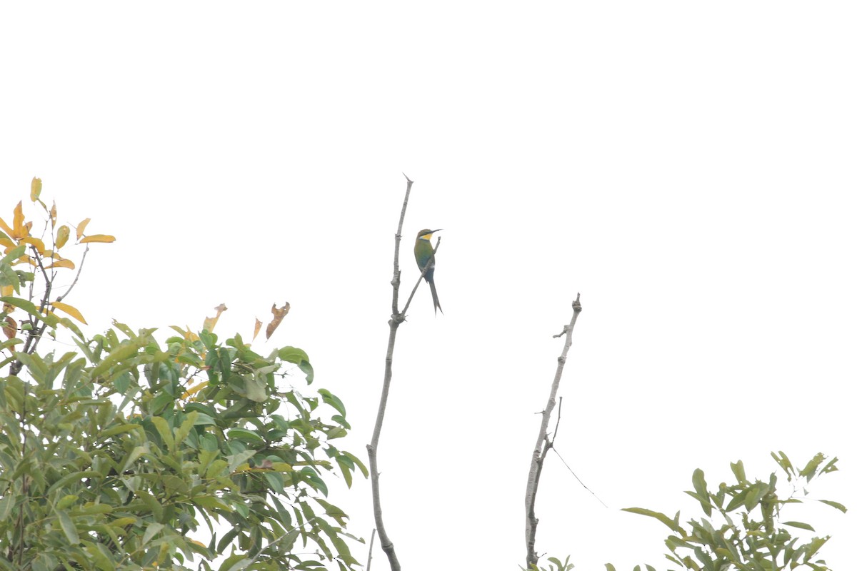 Swallow-tailed Bee-eater - ML184097691