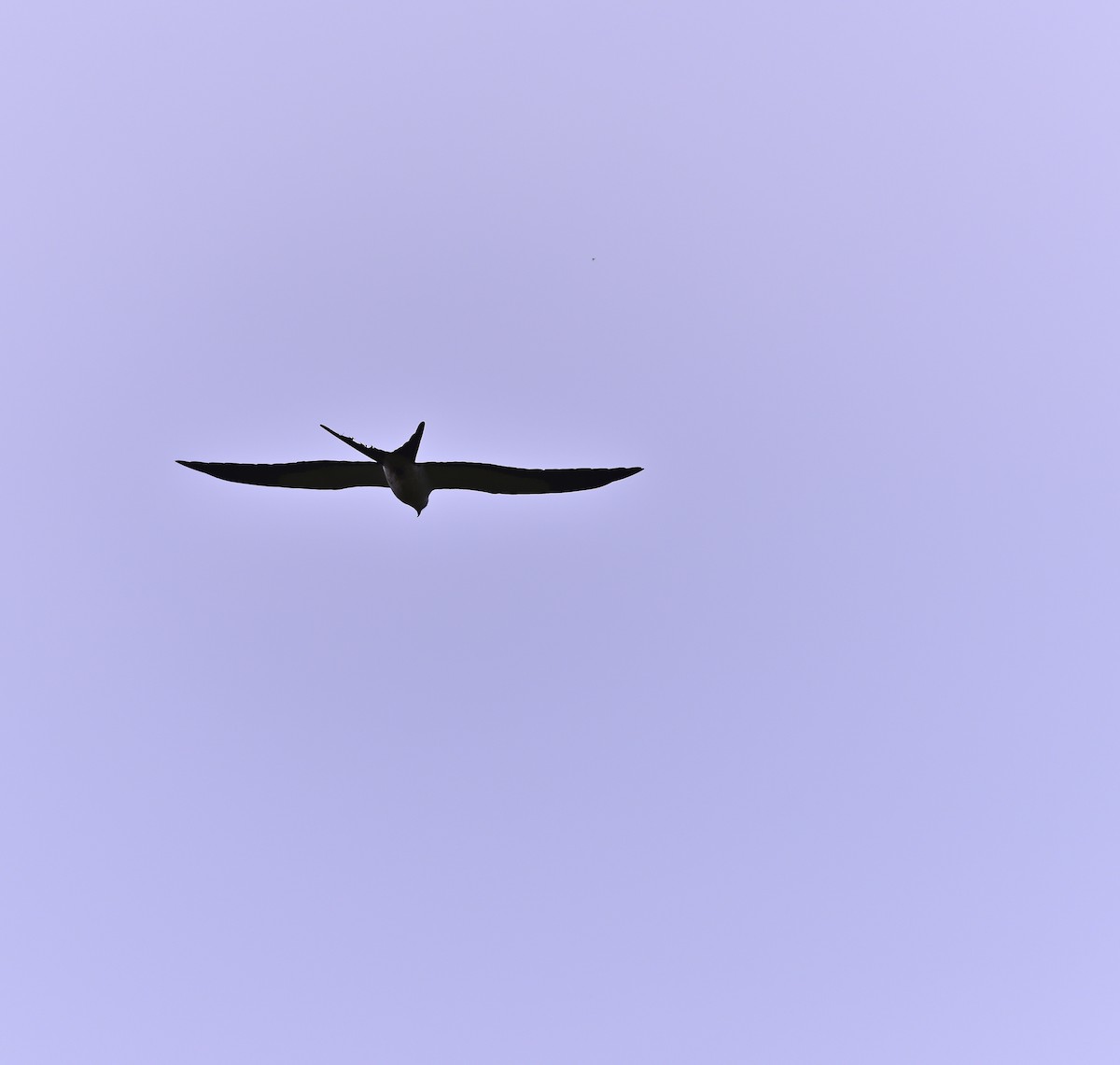 Swallow-tailed Kite - ML184097991