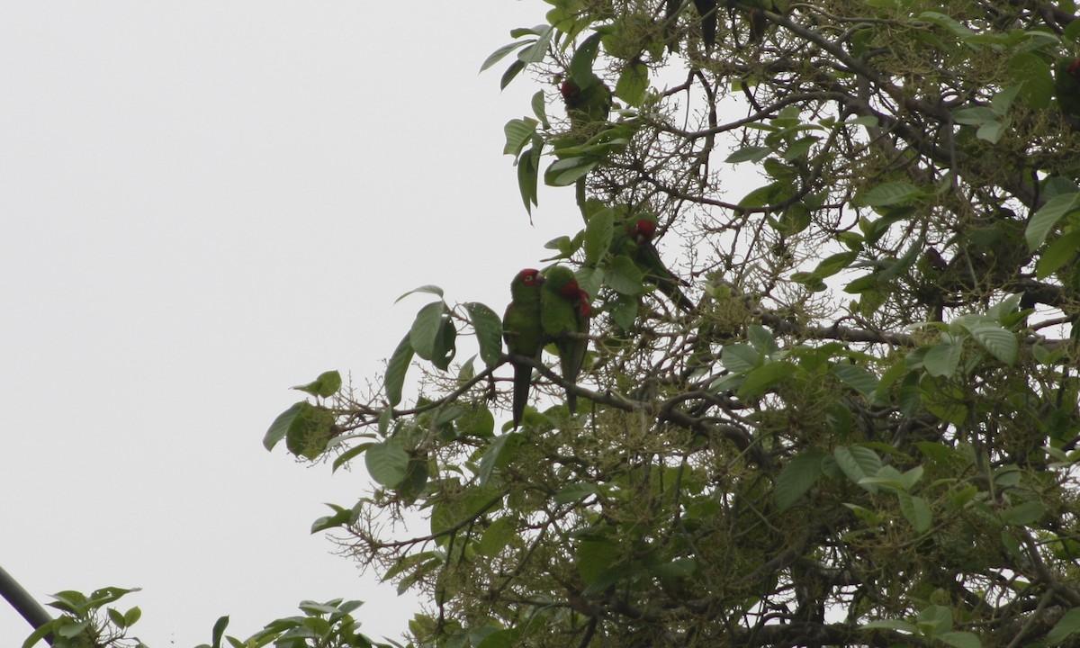 Red-masked Parakeet - Camden Bruner