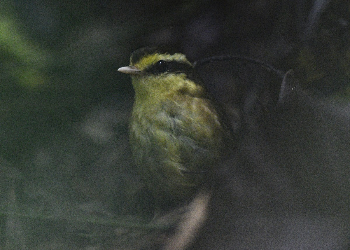 Yellow-browed Oxylabes - Chris Courtaux