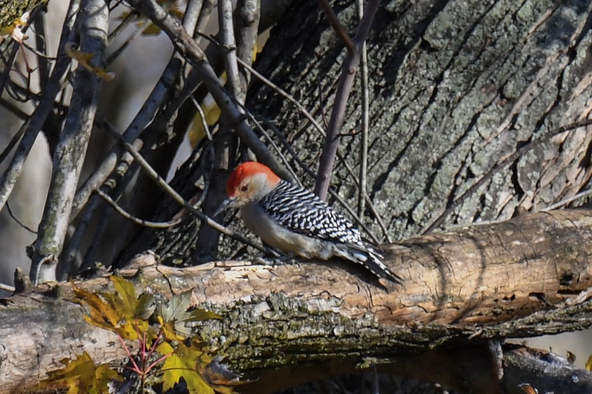 Red-bellied Woodpecker - ML184102151