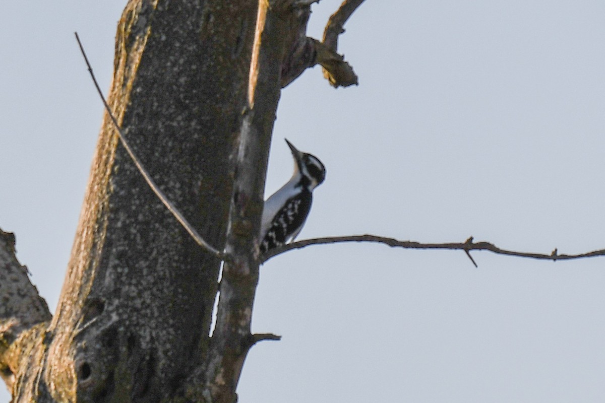Hairy Woodpecker - ML184102191