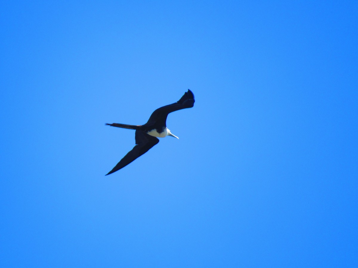 Magnificent Frigatebird - ML184102901