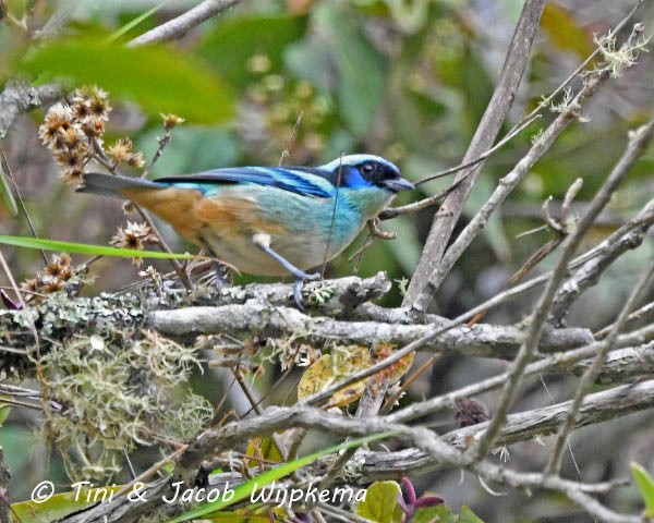 Blue-browed Tanager - ML184103871