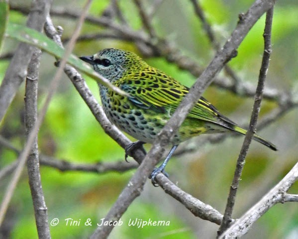 Spotted Tanager - ML184103901