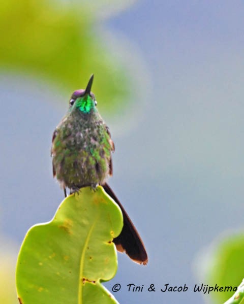 kolibřík fialovočelý - ML184104501