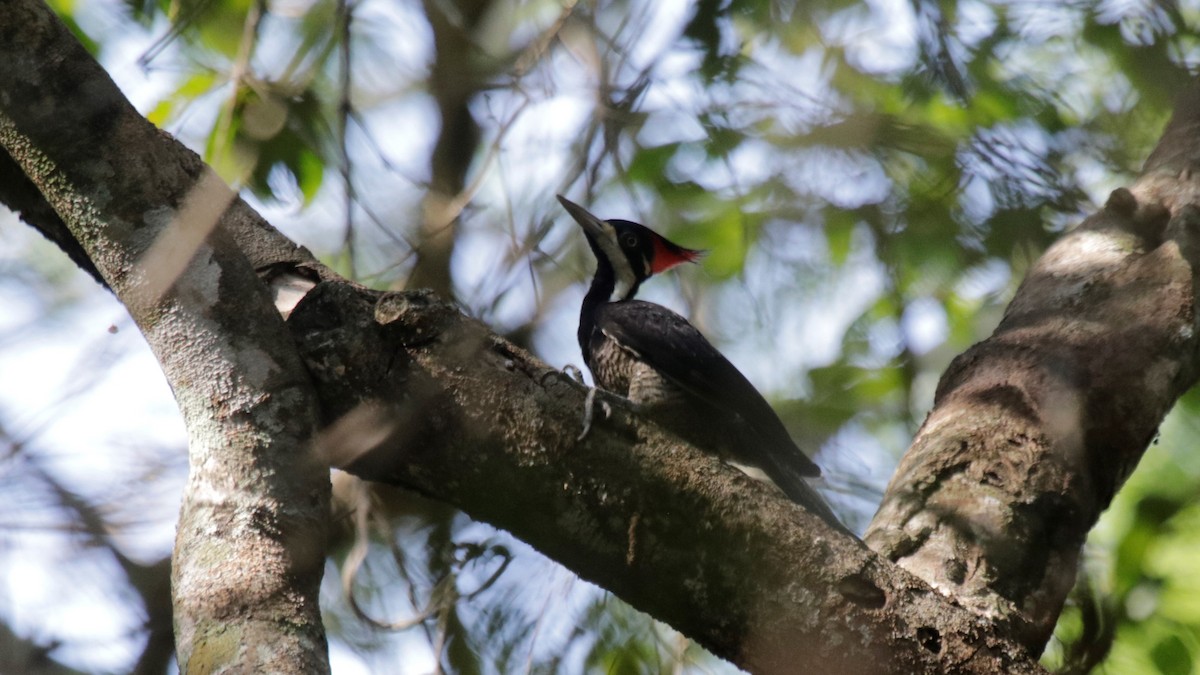 Crimson-crested Woodpecker - Doug Kibbe