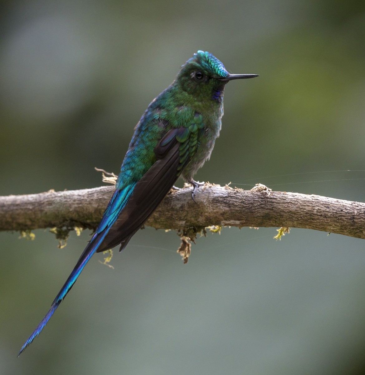 Long-tailed Sylph - ML184105531