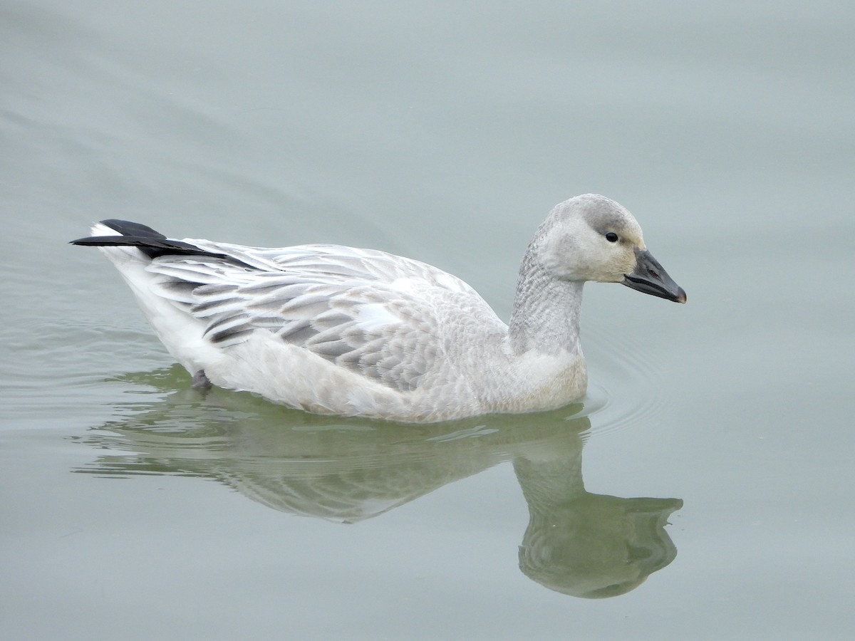 Snow Goose - Farshad Pourmalek