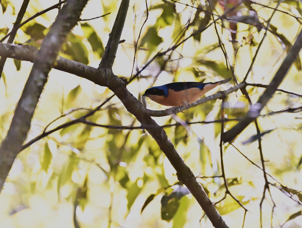 Fawn-breasted Tanager - ML184106171