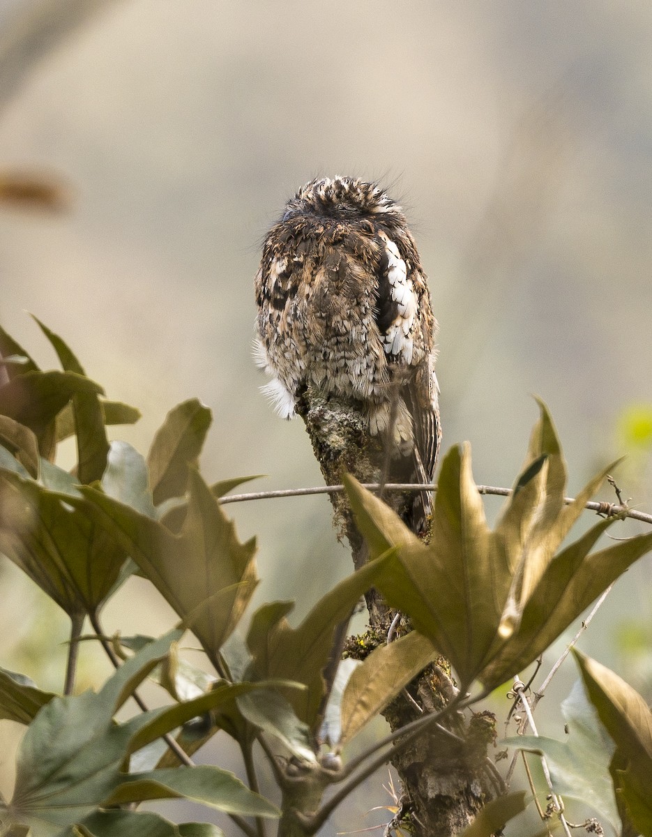 Andean Potoo - ML184107041