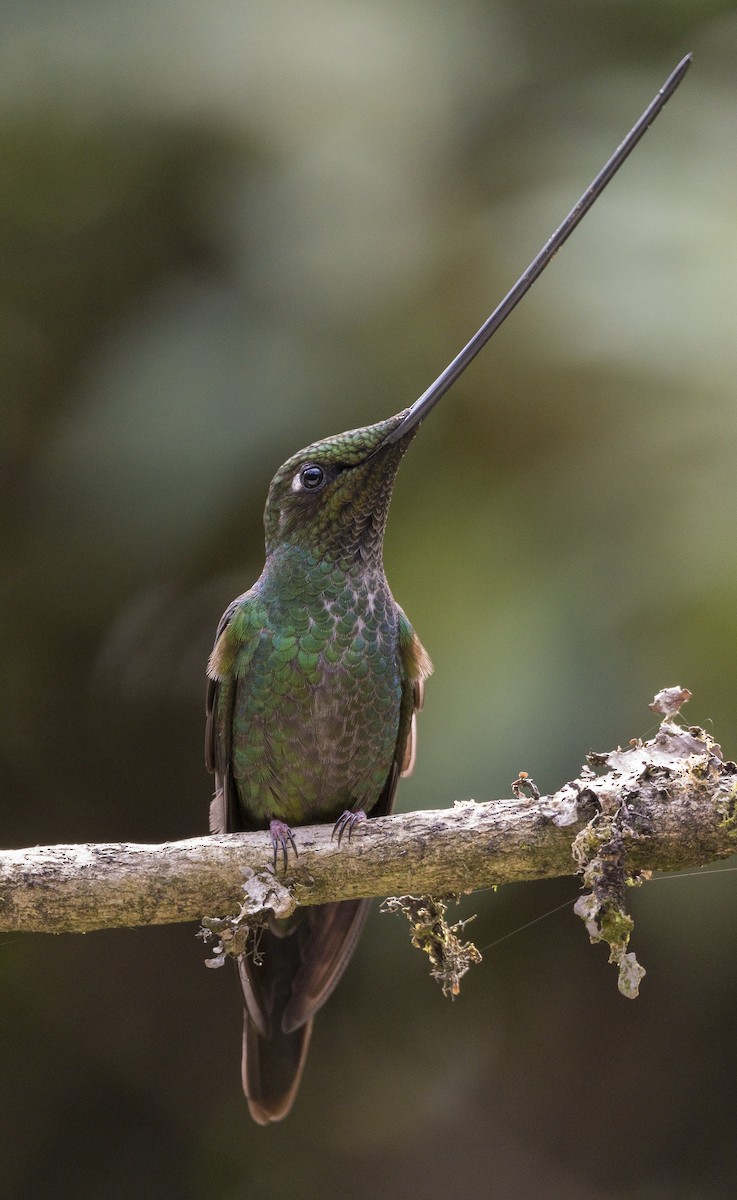 Sword-billed Hummingbird - Ian Routley