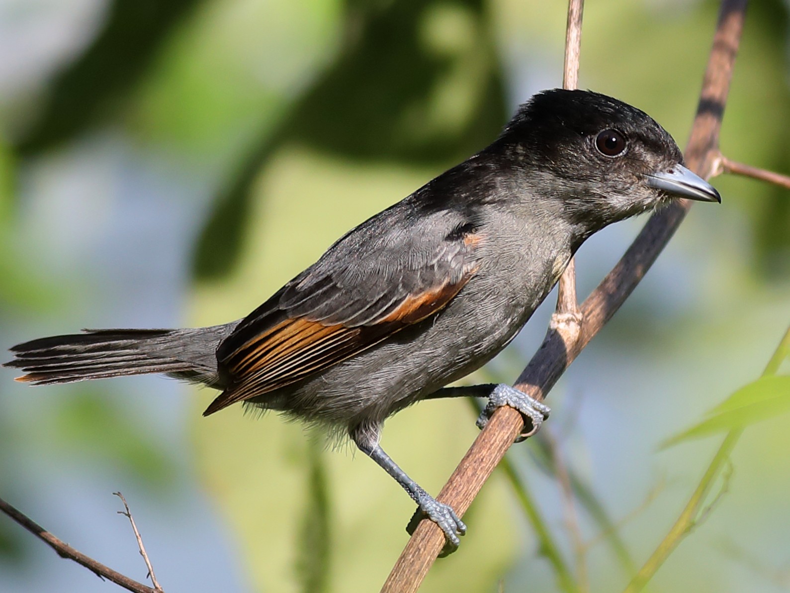 Slaty Becard - eBird