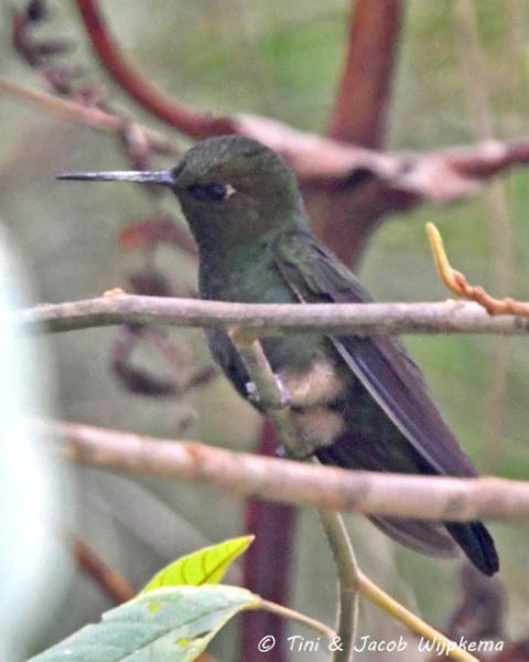 kolibřík světlerousý - ML184110201