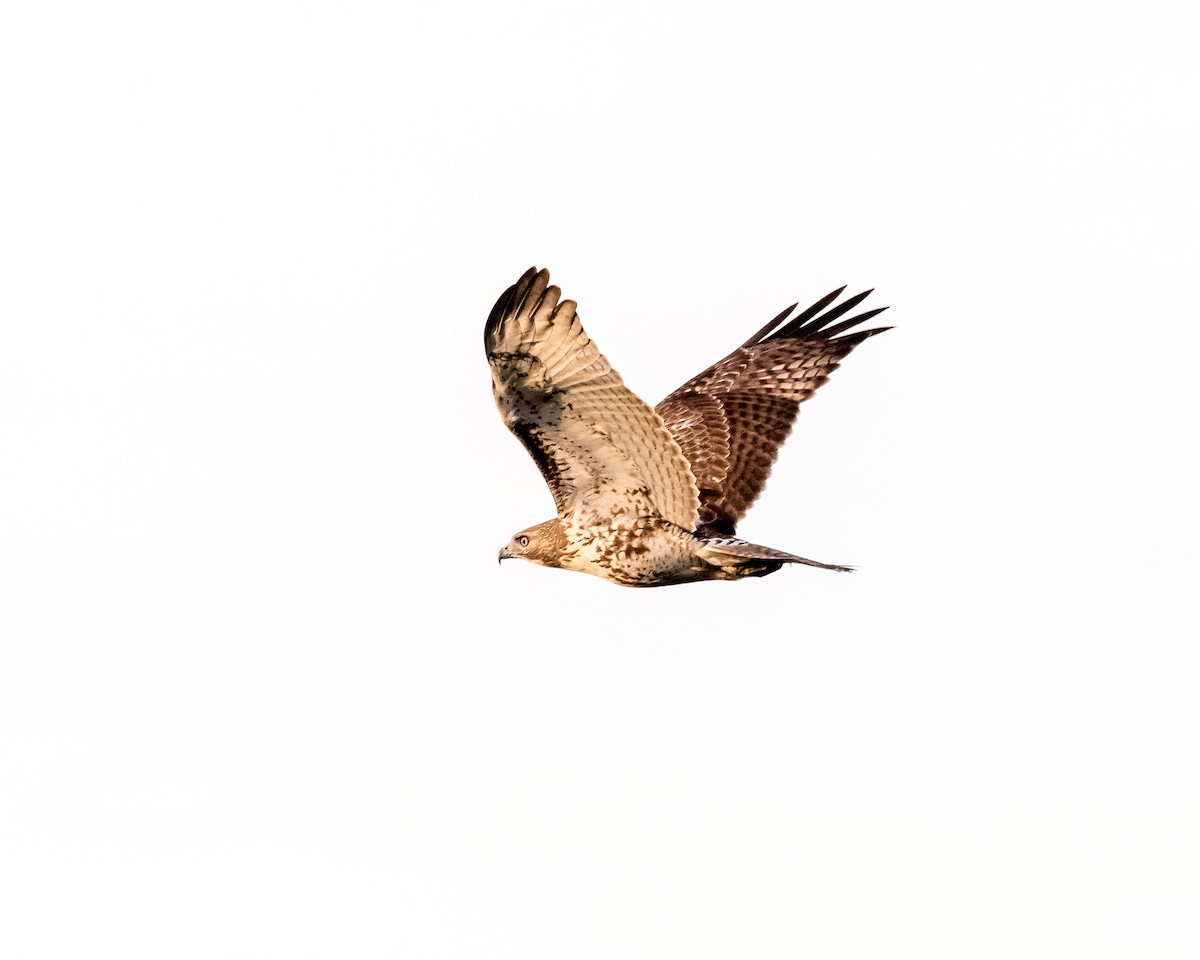 Red-tailed Hawk - ML184110691
