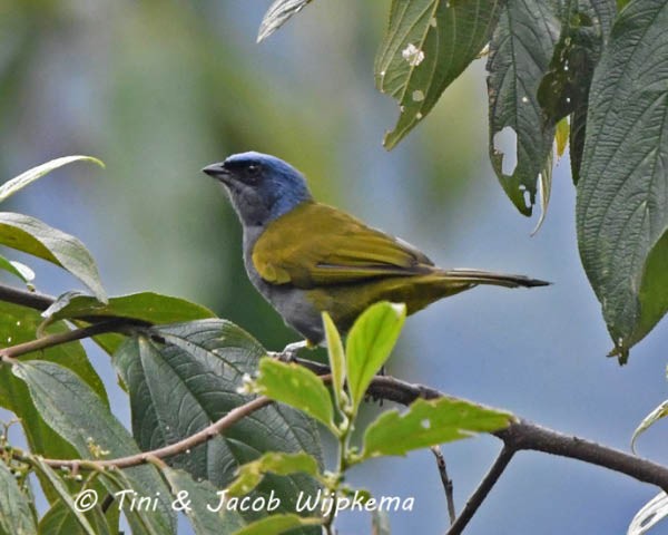 Blue-capped Tanager - ML184110781