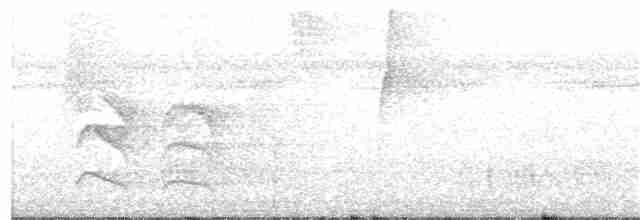 White-flanked Antwren (White-flanked) - ML184111411