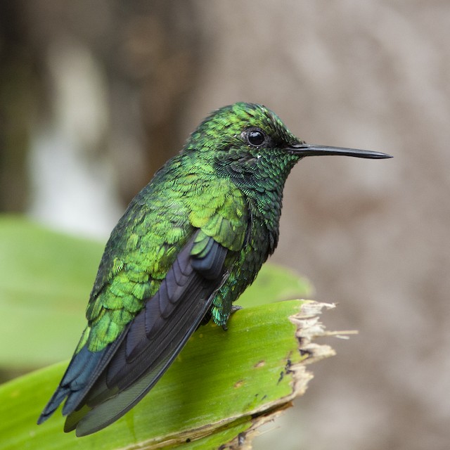 Western Emerald - eBird
