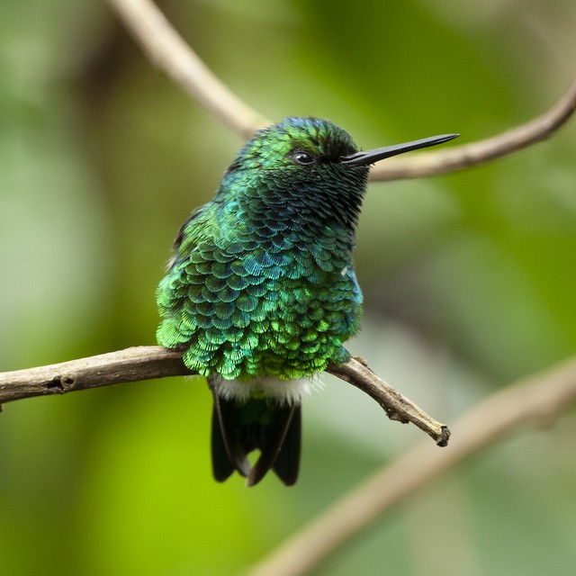 Western Emerald - eBird