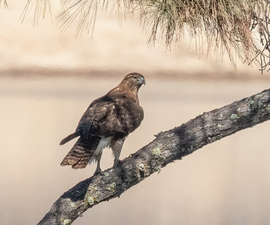 Red-tailed Hawk - ML184117351