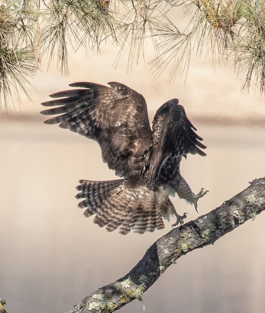 Red-tailed Hawk - ML184117471